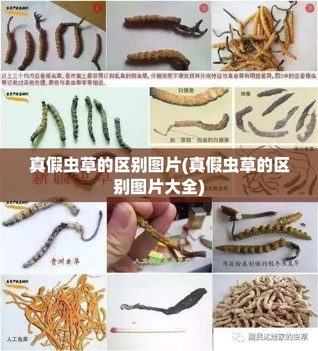 真假虫草的区别图片(真假虫草的区别图片大全) 真假虫草的区别图片(真假虫草的区别图片大全)