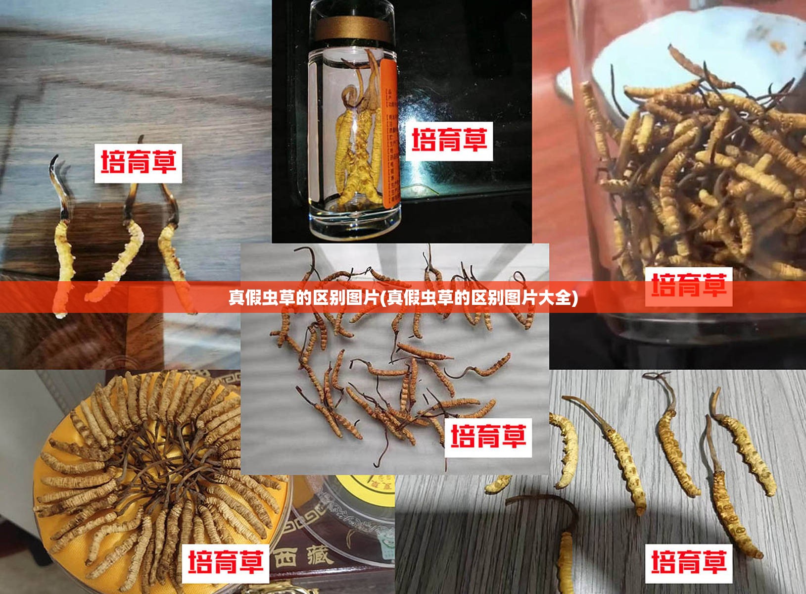 真假虫草的区别图片(真假虫草的区别图片大全) 真假虫草的区别图片(真假虫草的区别图片大全)