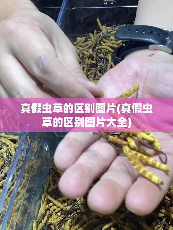 真假虫草的区别图片(真假虫草的区别图片大全) 真假虫草的区别图片(真假虫草的区别图片大全)